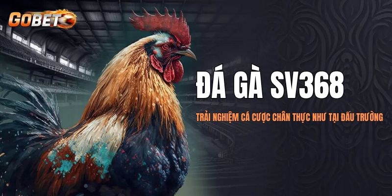 Đá gà SV368